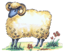 SHEEP