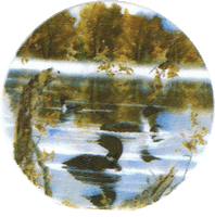 loon, loons, ducks, birds, northwoods, lodge, pottery