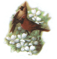 cardinal, cardinals, summer, flowers, pottery