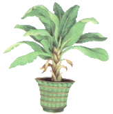 palm tree, plant, trees, pottery