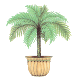 palm tree, trees, plants, pottery