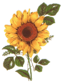 sunflower, sunflowers, flower, floral, flowers, pottery
