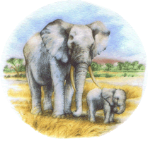 ELEPHANT, ELEPHANTS