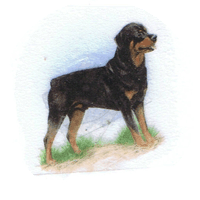 dog rottweiler