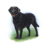 dog and black lab