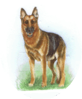 dog and german shepherd